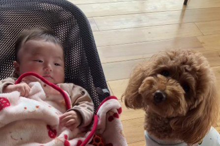 ママが料理してる間『赤ちゃんの面倒を見る犬』が尊い…104万再生された光景に「もはやベビーシッター」「なんてお利口なの」(ブログ)