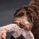 愛犬がおもちゃを離してくれない！5つの心理とやってはいけないNG行為を解説(ブログ)
