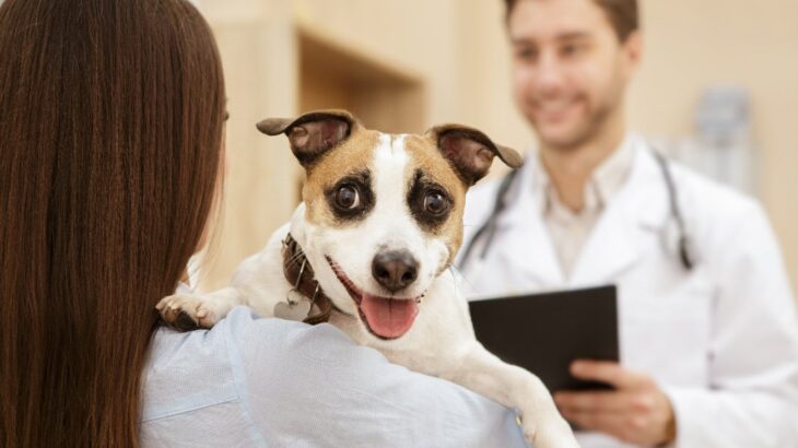 犬の運動機能の低下を早期に発見するための質問票を新開発【研究結果】(ブログ)