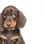 シャイな犬がしがちな「愛情表現」5選♡ 気持ちを表現するのが苦手なワンコがしている大好きアピールとは？(ブログ)