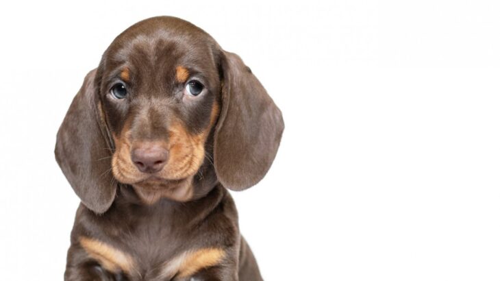 シャイな犬がしがちな「愛情表現」5選♡ 気持ちを表現するのが苦手なワンコがしている大好きアピールとは？(ブログ)