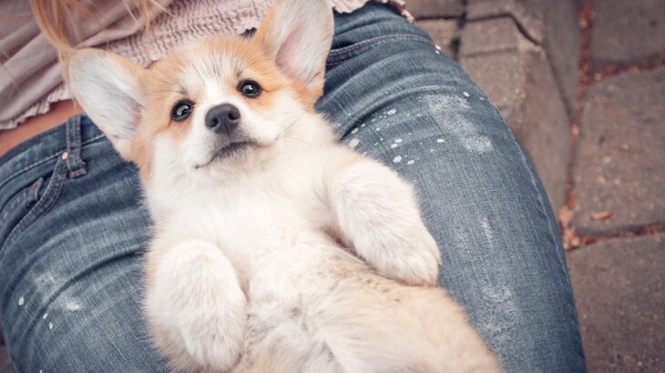 愛犬が『へそ天』してくる心理4選　わざわざお腹を見せてくる理由と飼い主がすべき対処法とは(ブログ)