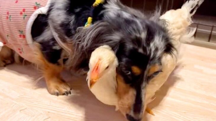 『犬とニワトリ』一緒に飼ってみたら…わが子のように守る姿が98万再生の大反響 「惚れてしまう」「彼氏みたい」と驚きの声(ブログ)