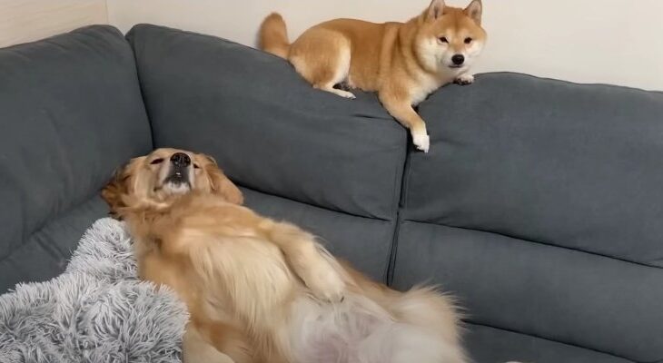 犬とは思えぬゆる〜い姿とイタズラに爆笑！「寛ぐ姿が無防備すぎる」「スリッパバトルが最高」(ブログ)