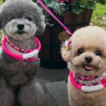 犬生初めてのイルミネーションを見たトイプー兄弟の反応は…？対照的過ぎる様子にクスッ「意外な反応」「赤ちゃんみたい」(ブログ)