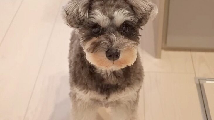 『犬に一日中監視されます…』飼い主の”幸せな悩み”が5万3000再生を記録「たまんないですね」「ウチのとそっくり」と共感の声も(ブログ)