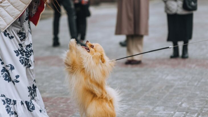 愛犬が興奮しているときの『2つのタブー』 状況が悪化してしまうNG行為と正しい対処法(ブログ)