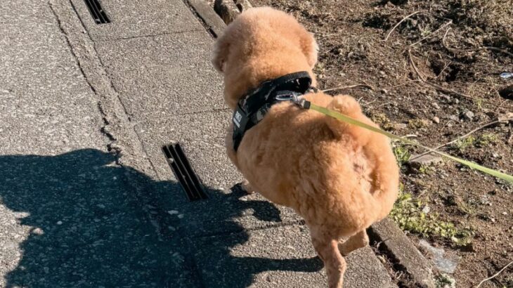 ルンルン♪でお散歩する羊のようなワンコの後ろ姿にネット民もほっこり♡(ブログ)