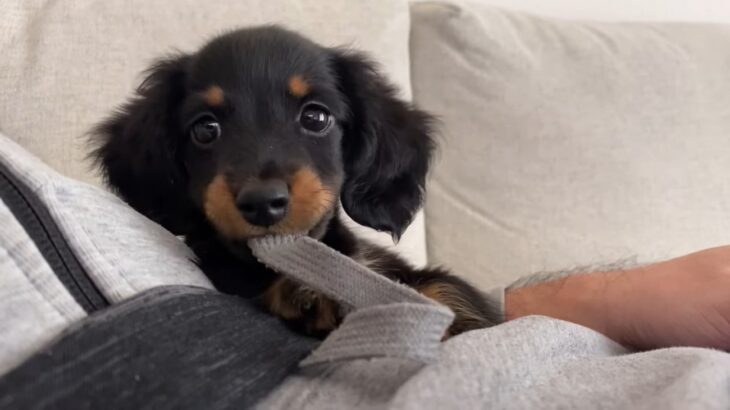 大好きな家族と再会した子犬が見せた反応とは？「何度見てもかわいい」「しっぽちぎれそう笑」メロメロになる人が続出(ブログ)