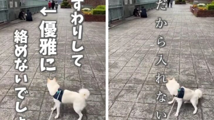 主『優雅に絡めないでしょ？』豆柴『ヤッフー！！』飛んで跳ねて元気過ぎるお散歩風景に「切り替え早くて笑った」「ポコ毛好き」(ブログ)
