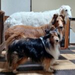 愛犬たちに整列してもらった結果…見事な『階段』を作り上げる光景に6万1000いいね集まる　「みんな素敵」「お行儀良いね」(ブログ)