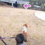 居ないはずのパパが公園に居たら…？トイプードル兄弟にドッキリ検証　まさかのリアクションにほっこり♡(ブログ)