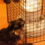 犬が病気やケガをしてしまう『冬のダメな環境』4選　室内や散歩時に意識すべきポイントとは？(ブログ)