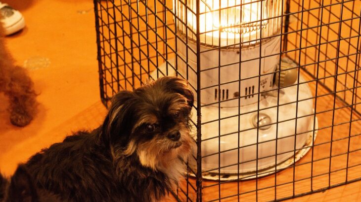 犬が病気やケガをしてしまう『冬のダメな環境』4選　室内や散歩時に意識すべきポイントとは？(ブログ)