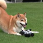 『3歩で全てを忘れる犬』におもちゃを渡してみた結果…完全に遊び方を間違えてしまう光景に「私と一緒」「腹抱えて笑った」の声(ブログ)