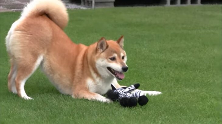 『3歩で全てを忘れる犬』におもちゃを渡してみた結果…完全に遊び方を間違えてしまう光景に「私と一緒」「腹抱えて笑った」の声(ブログ)