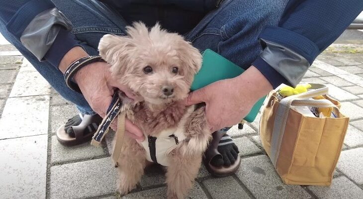 久しぶりにジィジとバァバに会えて喜びを爆発させるトイプー兄妹♡終始ハイテンションなトイプー兄妹に「可愛すぎる」「癒されました」との声続々(ブログ)