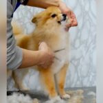 ポメを『豆柴カット』にしてみたら…？148万再生されたトリミングシーンに「印象変わるね」「異次元の可愛さ」と絶賛の声(ブログ)