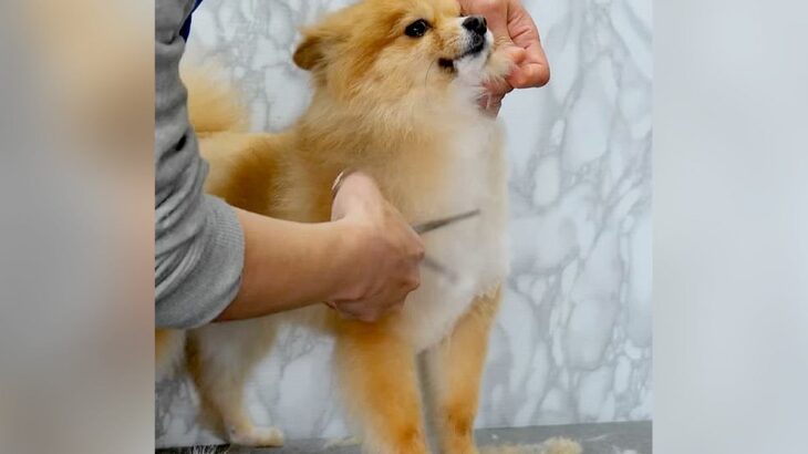 ポメを『豆柴カット』にしてみたら…？148万再生されたトリミングシーンに「印象変わるね」「異次元の可愛さ」と絶賛の声(ブログ)
