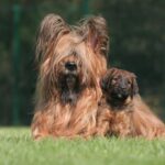 【激レアわんこ】日本では数匹しか存在しないと言われている『超珍しい犬種』5選(ブログ)