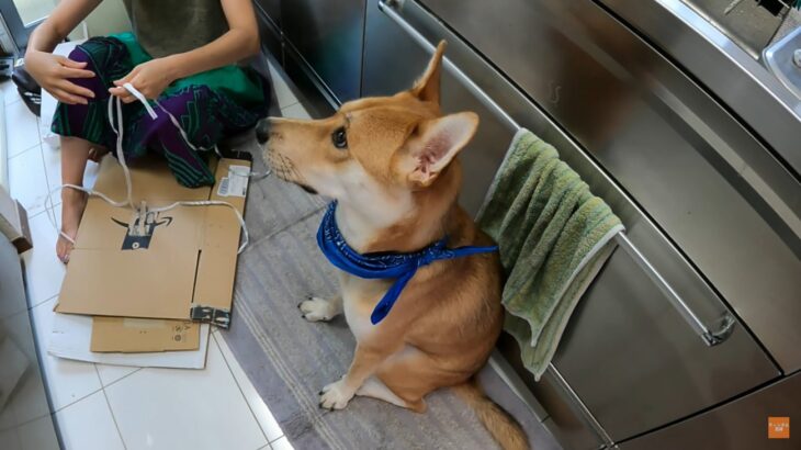 『ずっとお母さんのそばにいたい…』甘えん坊な元野犬との日々に「お母さん冥利につきますね」「こんなストーカーなら大歓迎」(ブログ)