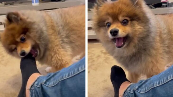 犬に『洗ってない靴下』嗅がせた結果…人間すぎる反応が話題に　290万再生を突破した光景「絶対日本語理解してる」「お茶ふいた」(ブログ)
