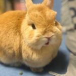 能登半島地震の被害を受けたうさぎの飼い主様へ(ブログ)
