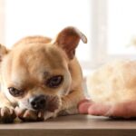 犬の抜け毛が多い…換毛期じゃない可能性も？危険な4つのサインや考えられる病気とは？(ブログ)