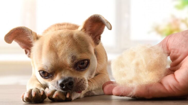 犬の抜け毛が多い…換毛期じゃない可能性も？危険な4つのサインや考えられる病気とは？(ブログ)