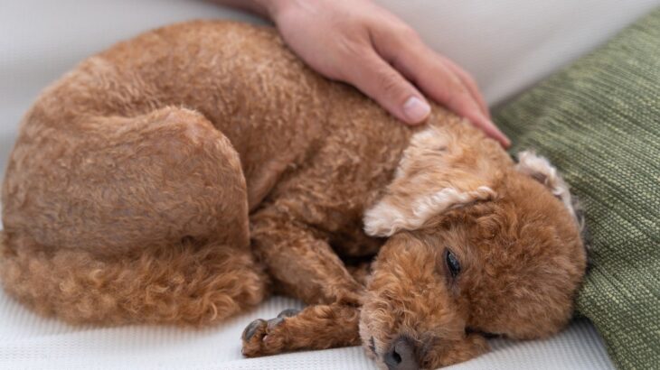 犬がかかる『レッグペルテス病』とは？体に出る３つの症状と予防対策(ブログ)
