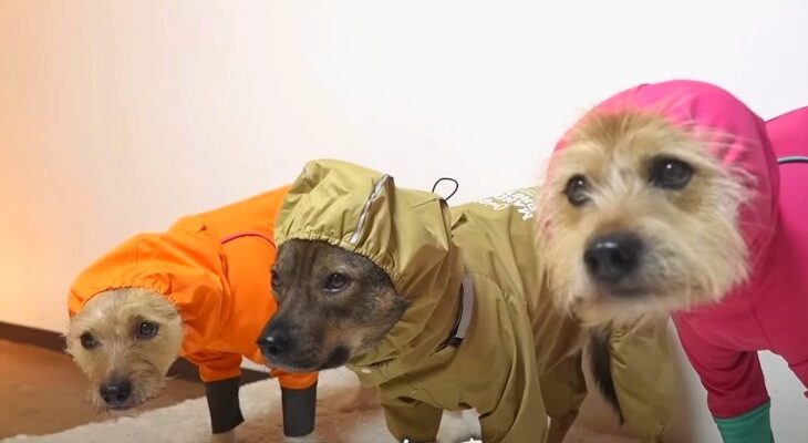 帽子は遠慮したい…雨の日散歩でカッパ姿のわんこたち「上目遣いで拒否ってるwww」「カッパトリオ可愛すぎる」(ブログ)