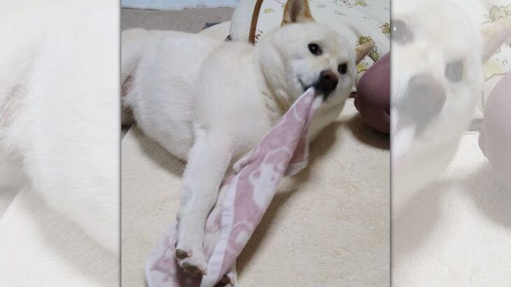 もっとタオルを引っ張りたいのに！腕の長さが足りなくて困惑する柴犬(ブログ)