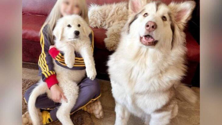 『1歳の超大型犬と3ヶ月の大型犬』に1万2000いいね　規格外のサイズ感に「子犬とは…？」「お顔は赤ちゃん」大絶賛の声(ブログ)