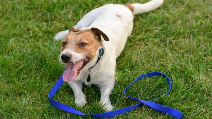 犬が『疲れちゃった』と言っているサイン5選　よく見せる仕草や行動と無理やりしてはいけないNG行為(ブログ)