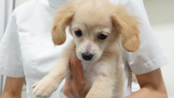 注射をする子犬…怖がるかと思いきや？ 意外な反応に絶賛の声「なんて可愛いの」「お利口に頑張れましたね」と28万再生を突破(ブログ)