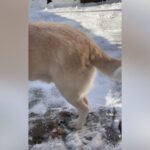 『お散歩行きたいけど寒い…』雪国暮らしの犬でも寒すぎて足が震えてしまう…「俺も寒い気がしてきた」「無理しないでね」(ブログ)