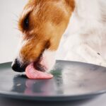 犬に使うべきではない『食器』5選　ダメと言われる理由と愛犬に合った理想的な選び方とは？(ブログ)