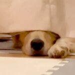大型犬が飼い主に叱られた結果…カーテン裏で『小言』が止まらない光景に1万4000人悶絶「可愛すぎる」「不満そう笑」と大絶賛(ブログ)