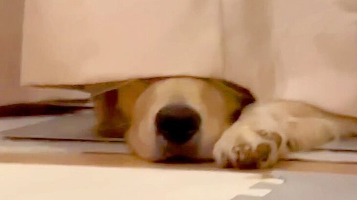 大型犬が飼い主に叱られた結果…カーテン裏で『小言』が止まらない光景に1万4000人悶絶「可愛すぎる」「不満そう笑」と大絶賛(ブログ)