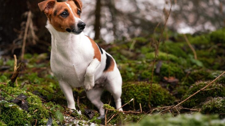 愛犬が『片足だけ上げる』6つの理由とは？ 精神的な原因から病気・ケガの可能性も(ブログ)