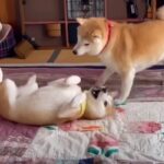 大はしゃぎの柴犬姉妹「謎の放置が笑える」「ムッチムチ感が半端ないクネクネダンス」(ブログ)