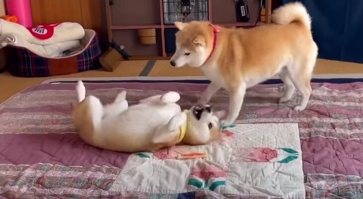 大はしゃぎの柴犬姉妹「謎の放置が笑える」「ムッチムチ感が半端ないクネクネダンス」(ブログ)