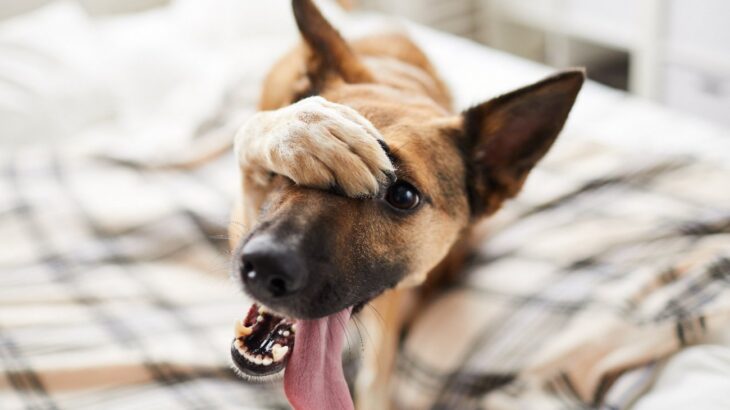 犬が『反省してます』と伝えているときのサイン4選　悪いことをしてしまったと感じている仕草や行動とは(ブログ)