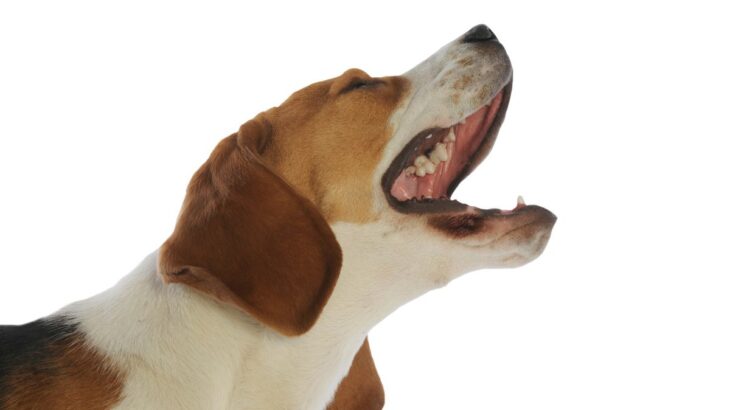 犬が『キャン』と鳴くときの心理３選　痛みを感じているサインを見極めるコツとは？(ブログ)
