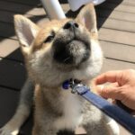 はじめての『拒否柴』！子犬が精一杯踏ん張る姿が可愛いと話題(ブログ)