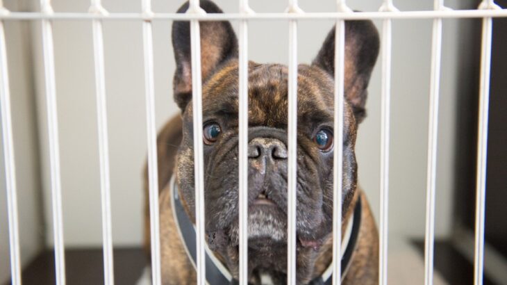 犬がケージから脱走する心理4つ！理由から紐解く解決策を紹介(ブログ)