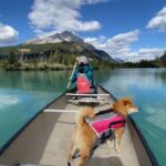 柴犬をカヌーに乗せてみた結果…かわいい日本犬×海外の絶景に「絵葉書みたい」「どこを切り取ってみても癒しが溢れてる」と絶賛の声(ブログ)