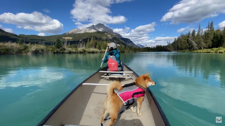柴犬をカヌーに乗せてみた結果…かわいい日本犬×海外の絶景に「絵葉書みたい」「どこを切り取ってみても癒しが溢れてる」と絶賛の声(ブログ)