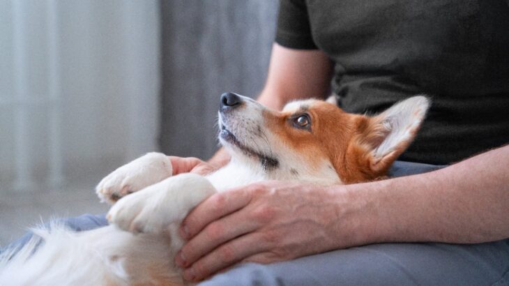 犬が『家族』にだけ見せるサイン5選　信頼しきっている人にしか見せない仕草や行動に「愛おしい」「愛を感じる」(ブログ)