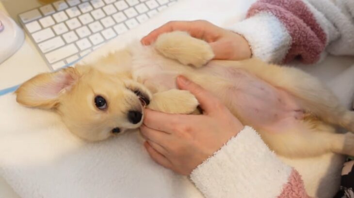 子犬と遊んでいたら…『仕事ができなくなるレベルの可愛さ』と話題　19万再生された光景に「自然と笑顔になる」海外からも大絶賛(ブログ)